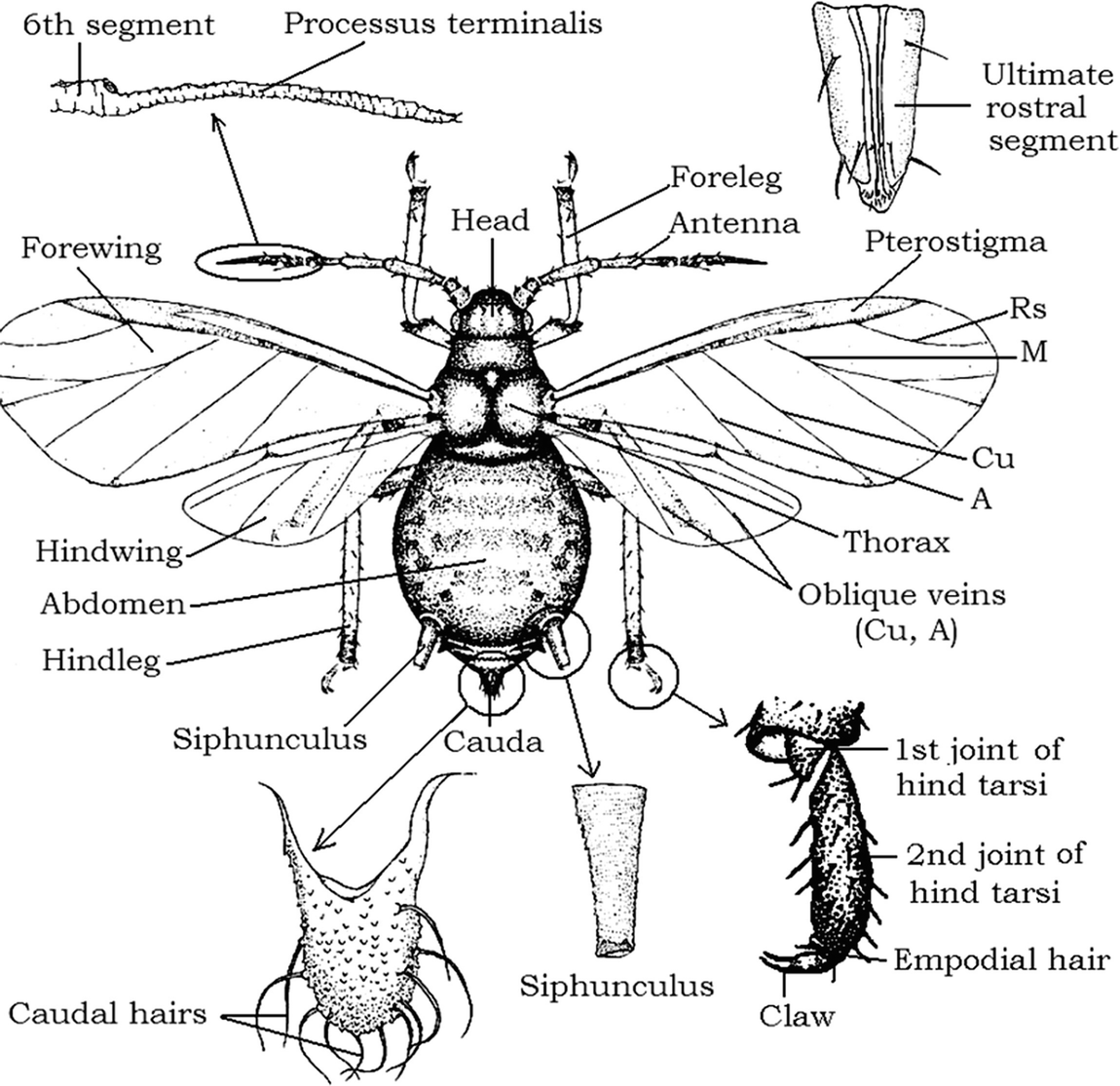 Aphids Springerlink