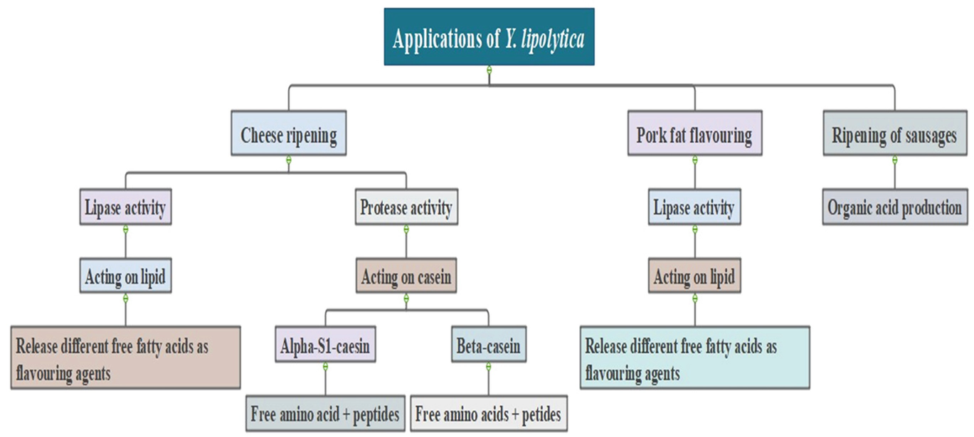 Metagenomic Insights Of Yarrowia Lipolytica In Food Industry Springerlink