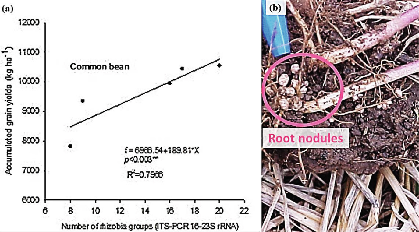 Interactions Between Edaphoclimatic Conditions And Plant Microbial Inoculants And Their Impacts On Plant Growth Nutrient Uptake And Yields Springerlink