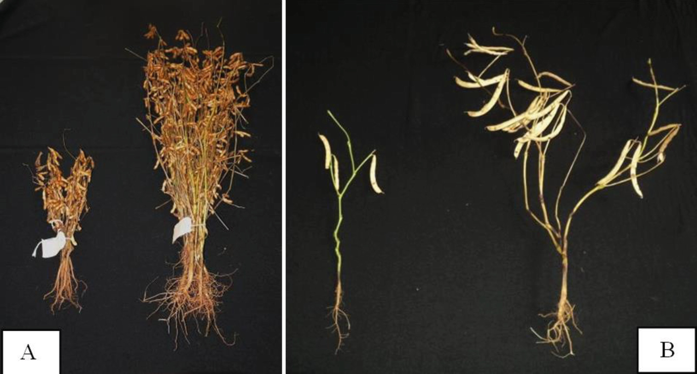 Interactions Between Edaphoclimatic Conditions And Plant Microbial Inoculants And Their Impacts On Plant Growth Nutrient Uptake And Yields Springerlink