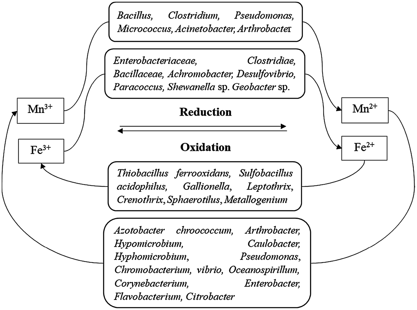 Bolgár bacillus parazita vagy saprotroph