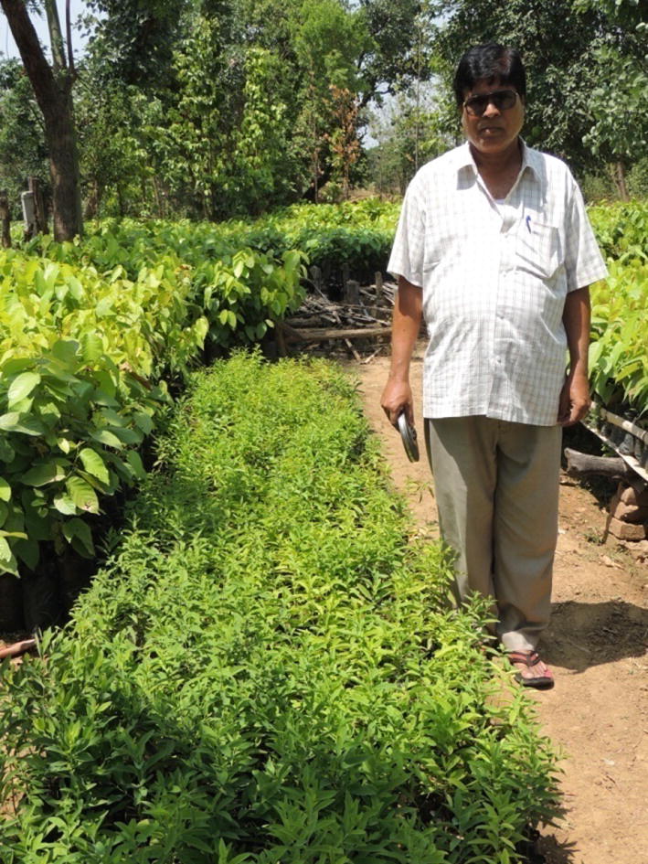 Cultivation Of Sandalwood Under Agro Forestry System Springerlink