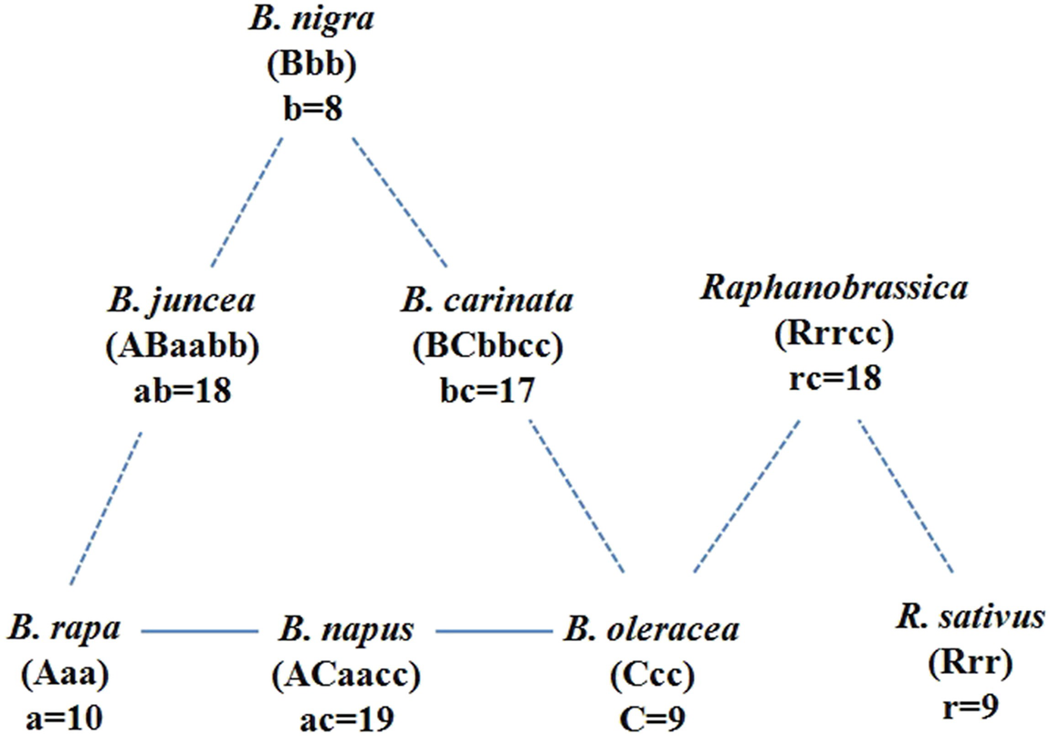 Identification Of R Genes Sources Springerlink