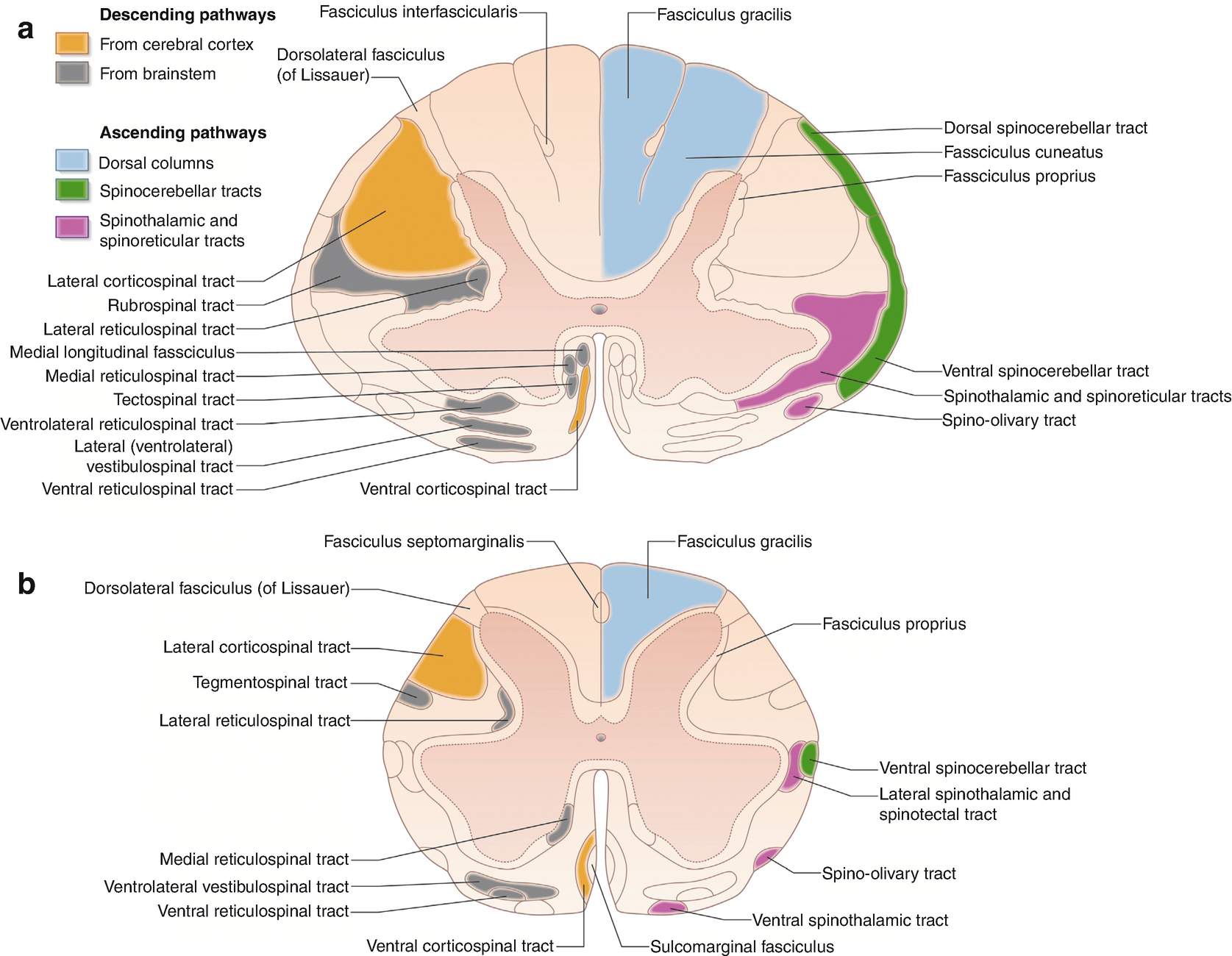 Clinical And Functional Anatomy Of The Spinal Cord Springerlink