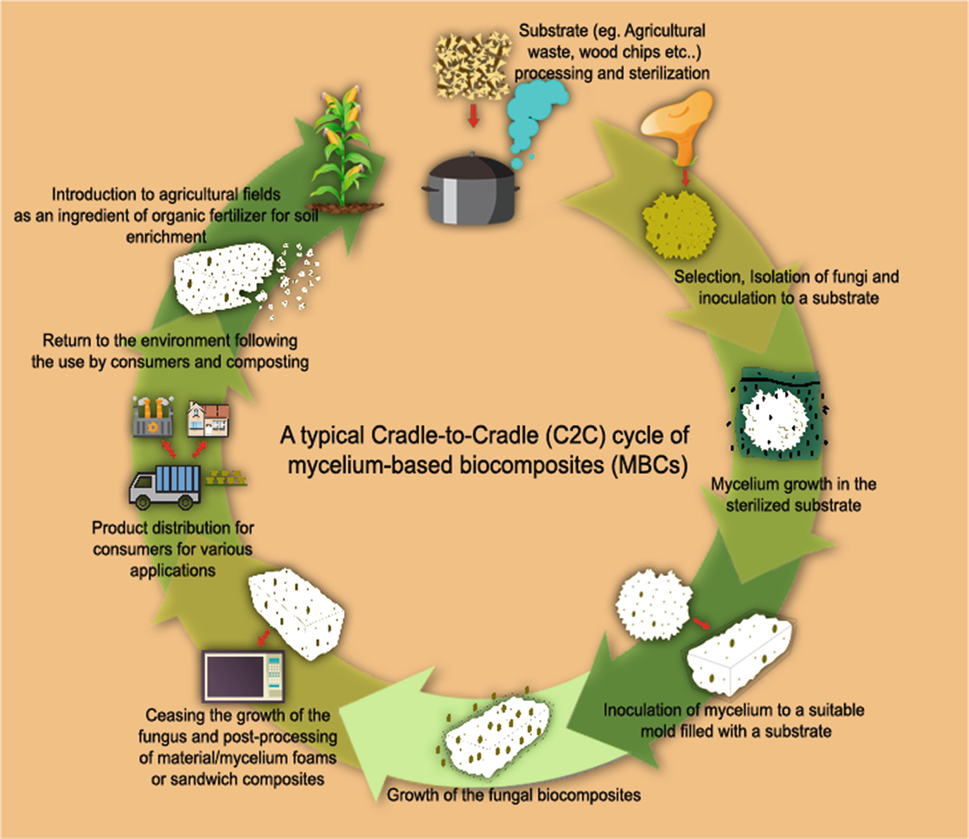 Fungal Mycelium Based Biocomposites An Emerging Source Of Renewable Materials Springerlink Fungal Mycelium Based Biocomposites An Emerging Source Of Renewable Materials Springerlink