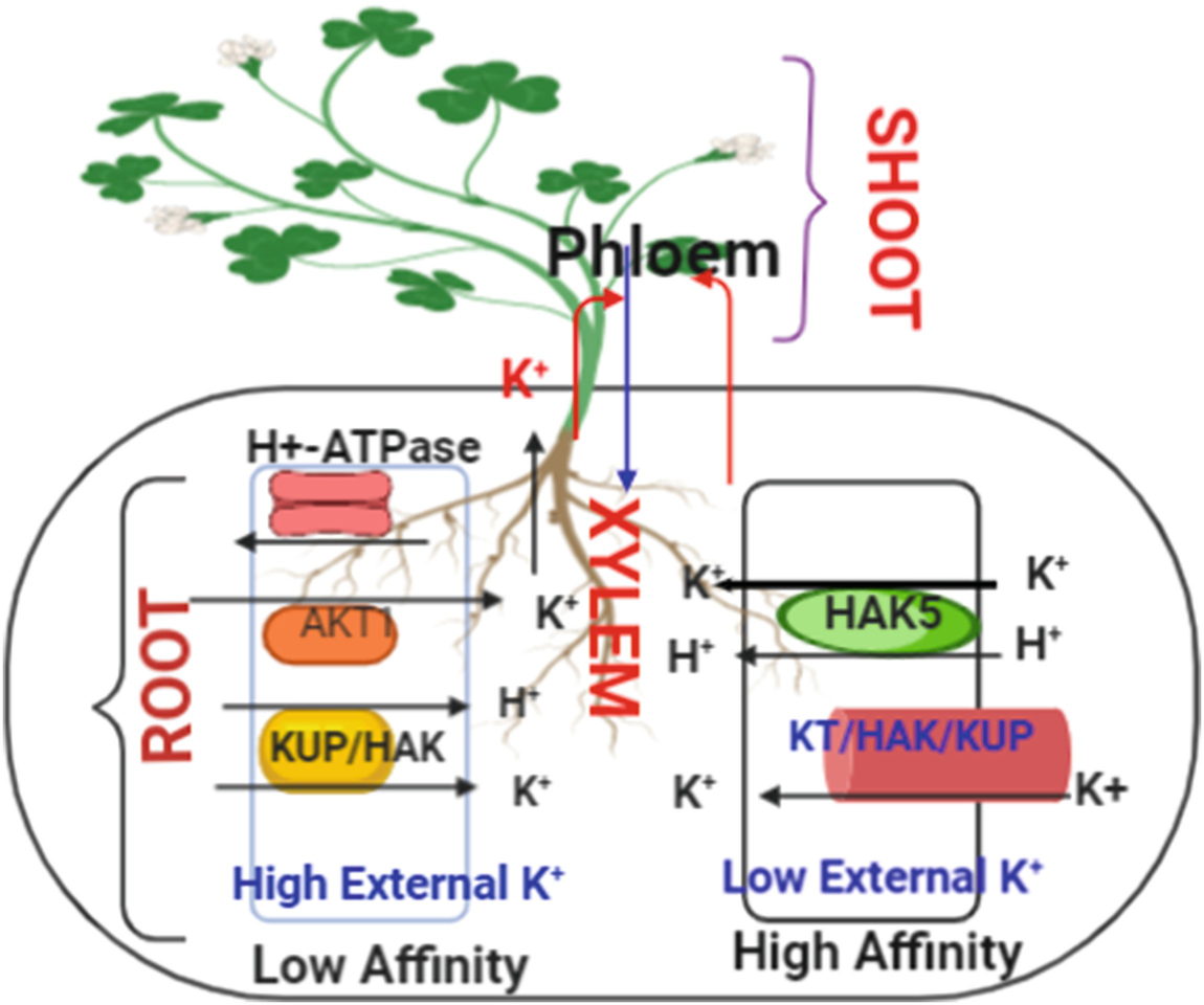 Molecular Approaches to Potassium Uptake and Cellular Homeostasis in Plants  Under Abiotic Stress | SpringerLink