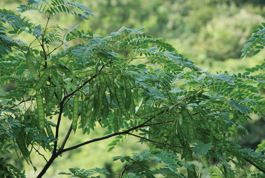 Medicinal Angiosperms of Calycanthaceae, Mimosaceae  SpringerLink