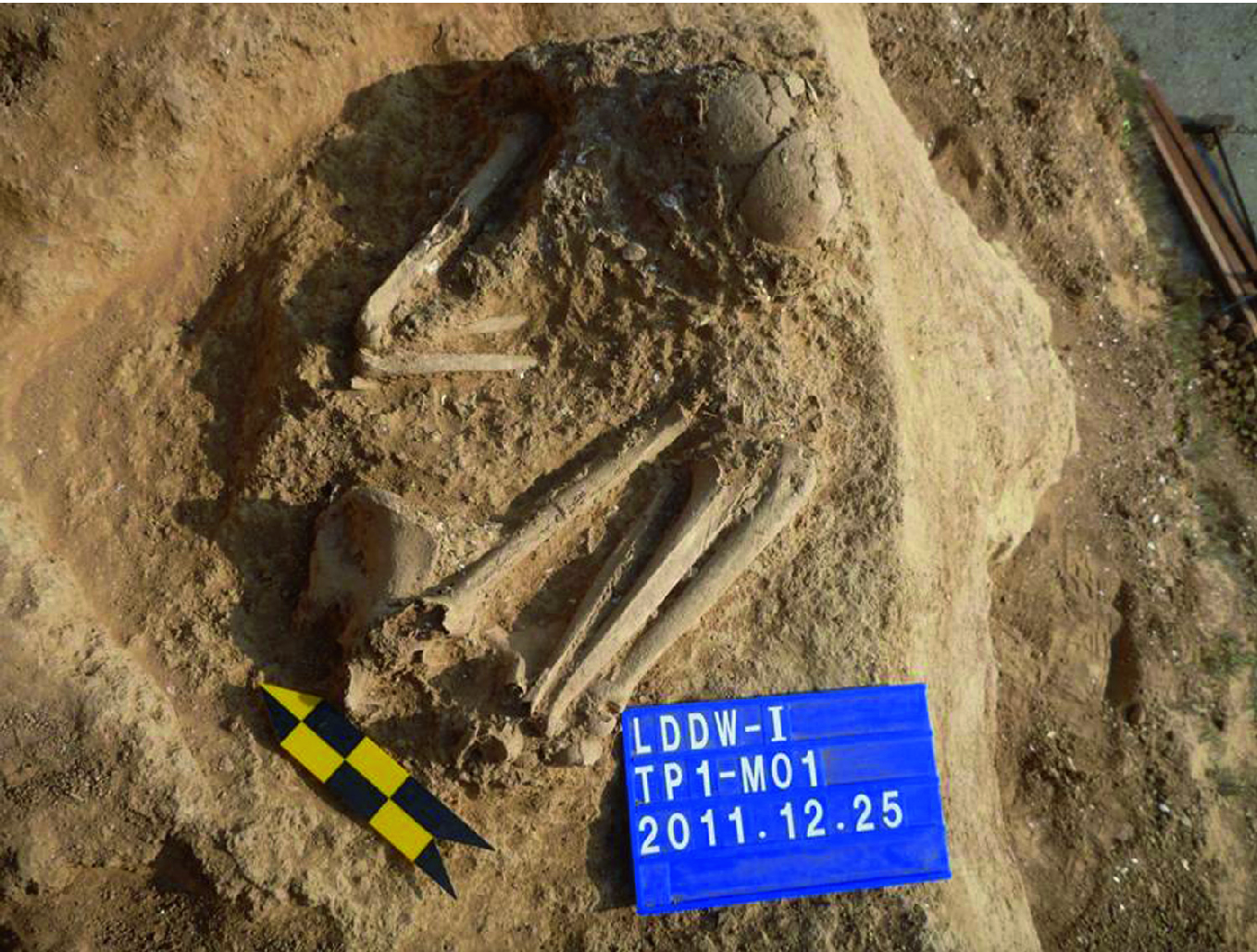 Perspectives On Early Holocene Maritime Ethnic Groups Of The Taiwan Strait Based On The Liangdao Man Skeletons Springerlink