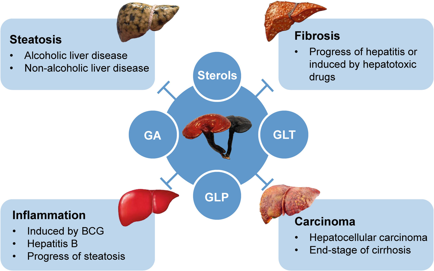 Preventive And Therapeutic Effect Of Ganoderma Lingzhi On Liver Injury Springerlink