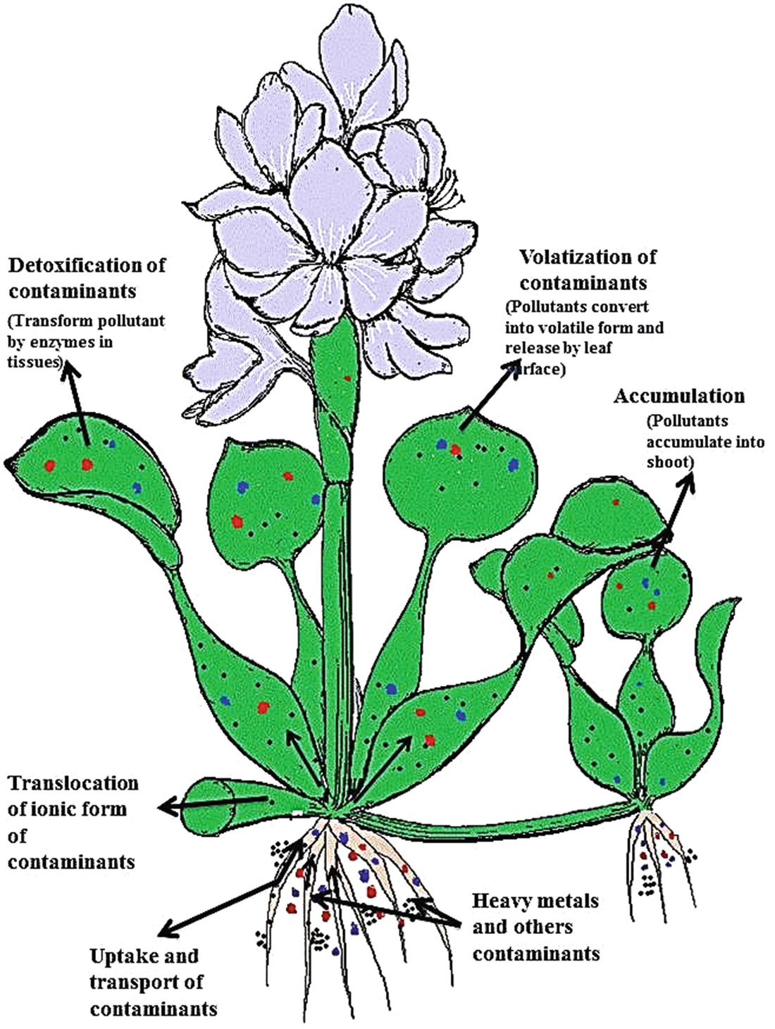 Phytoremediation Of Heavy Metals And Pesticides Present In Water Using Aquatic Macrophytes Springerlink