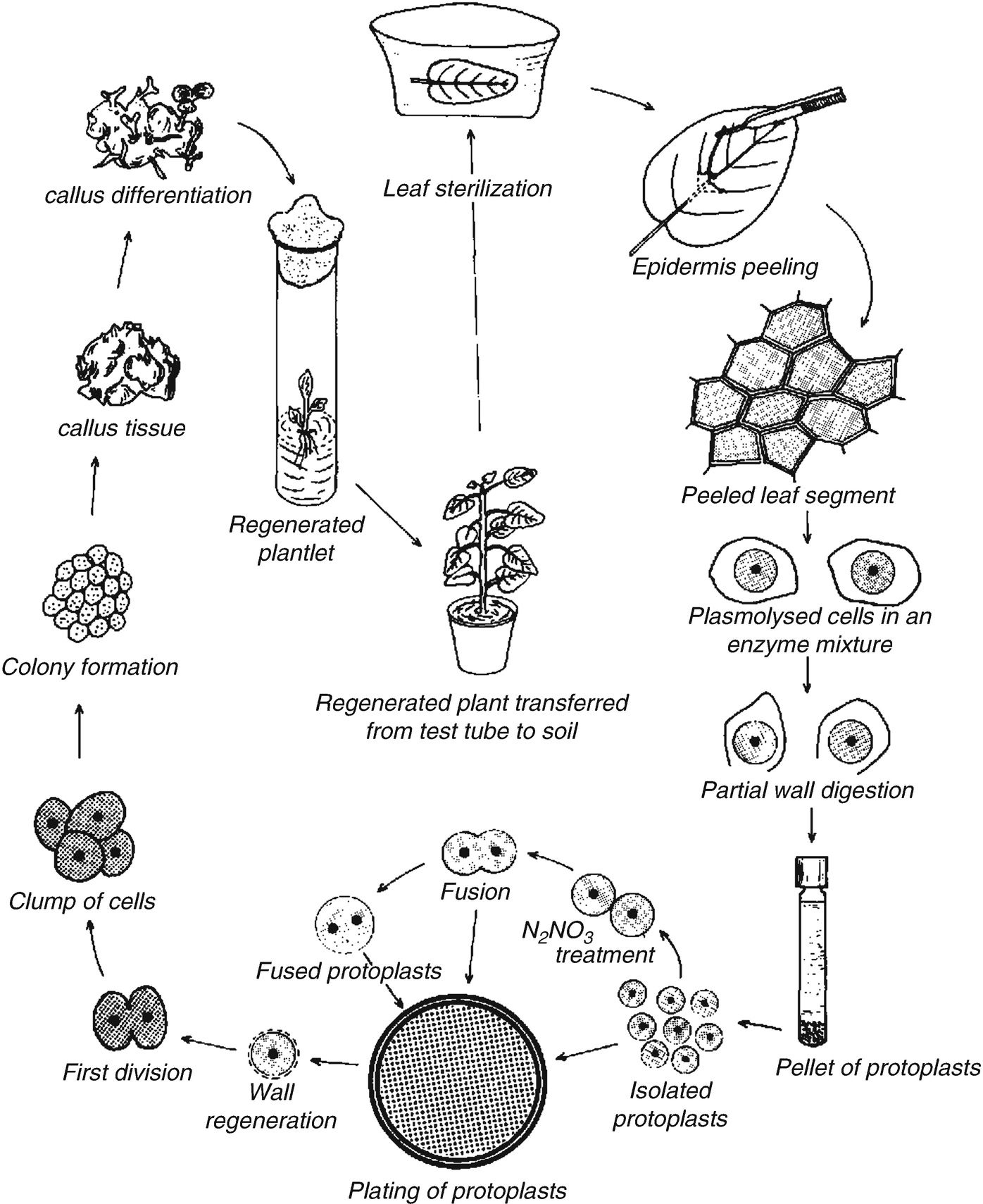 A Simple Procedure for Isolation, Culture of Protoplast and Plant ...