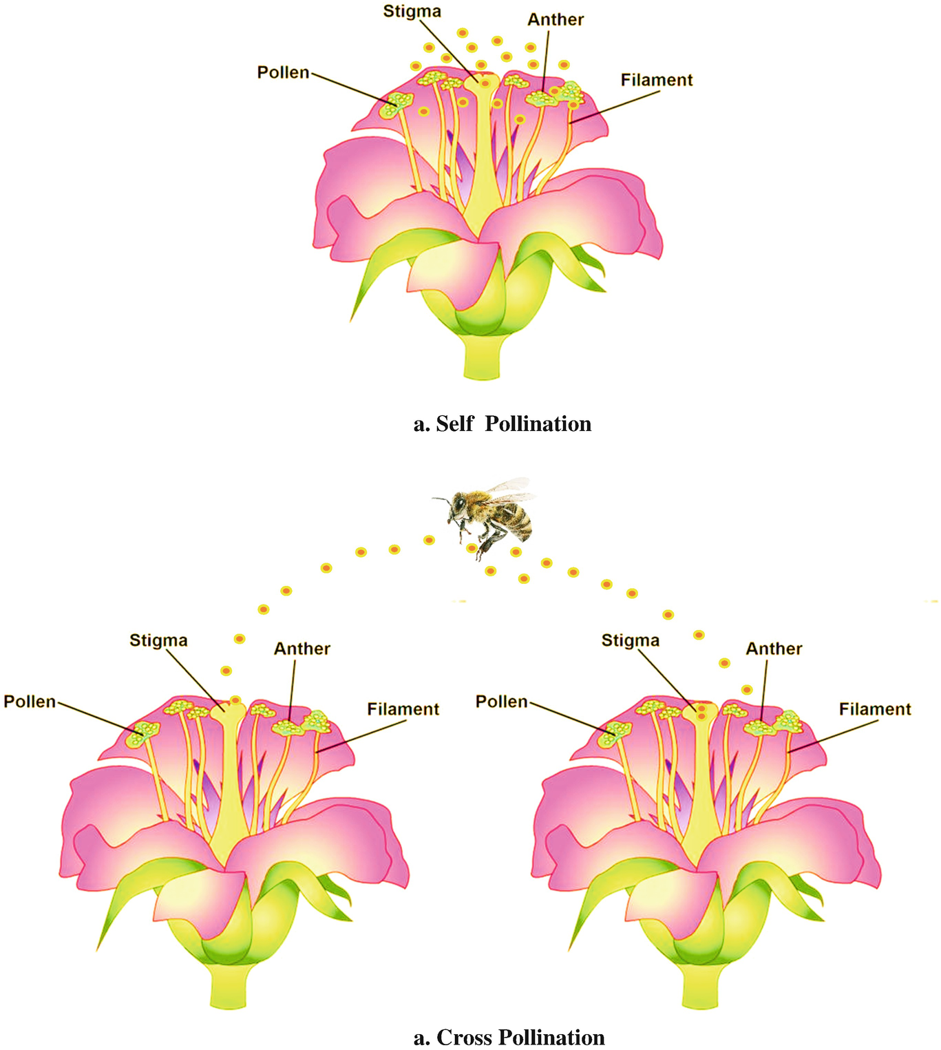 konto jeg er sulten Gå ud Pollination and Ecological Intensification: A Way Towards Green Revolution  | SpringerLink