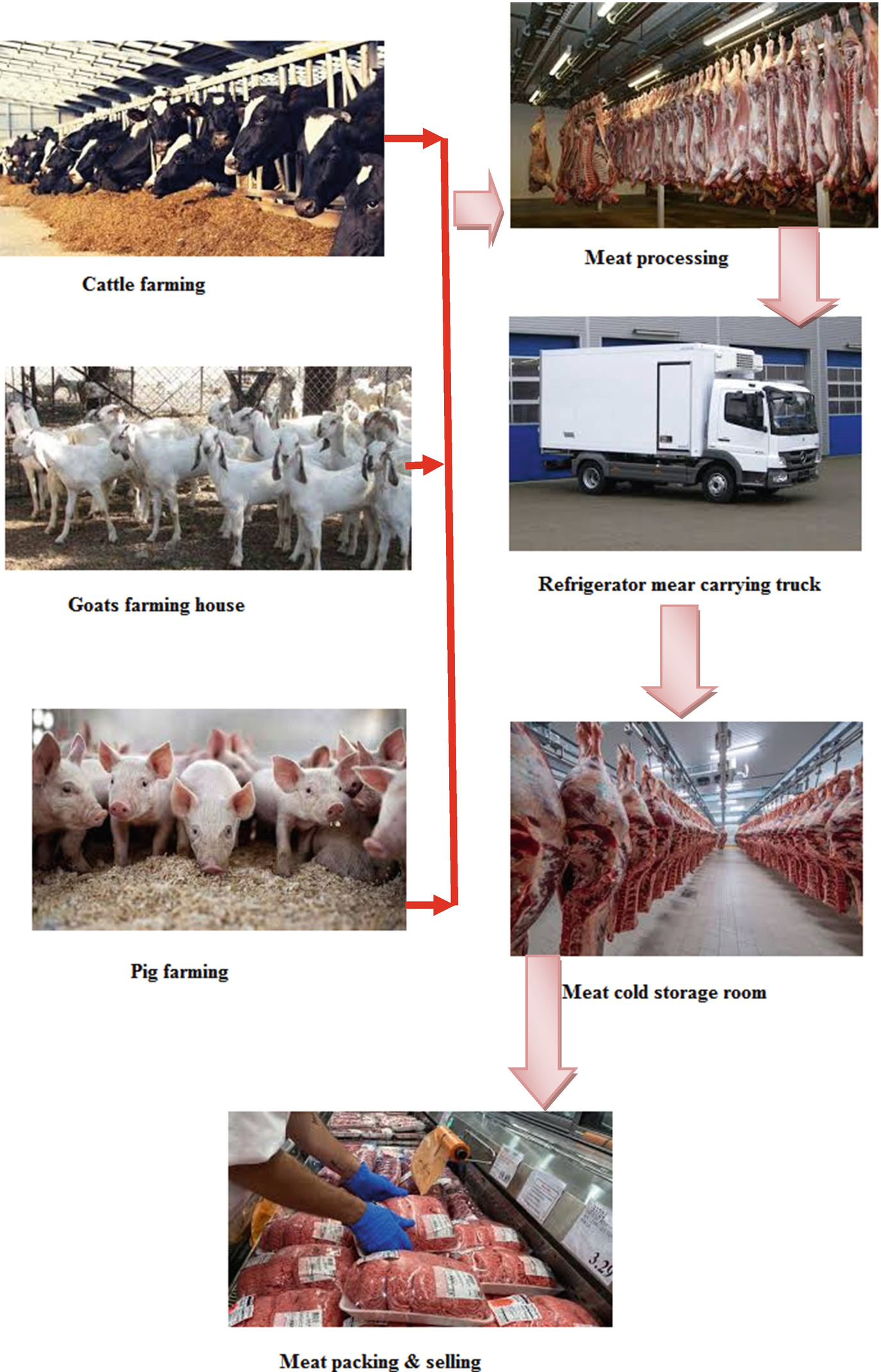 Conceptual Development Of Livestock Supply Chain Management Springerlink