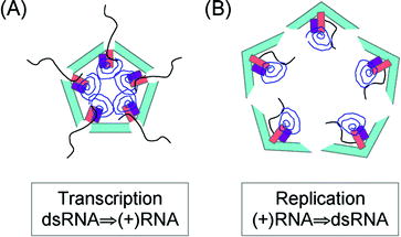 Core Associated Genome Replication Mechanisms Of Dsrna Viruses Springerlink Core Associated Genome Replication Mechanisms Of Dsrna Viruses Springerlink