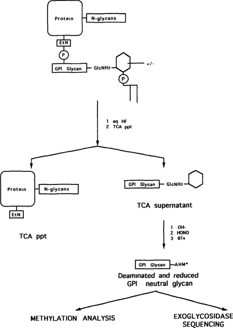 The Microanalysis Of Glycosyl Phosphatidylinositol Glycans - 