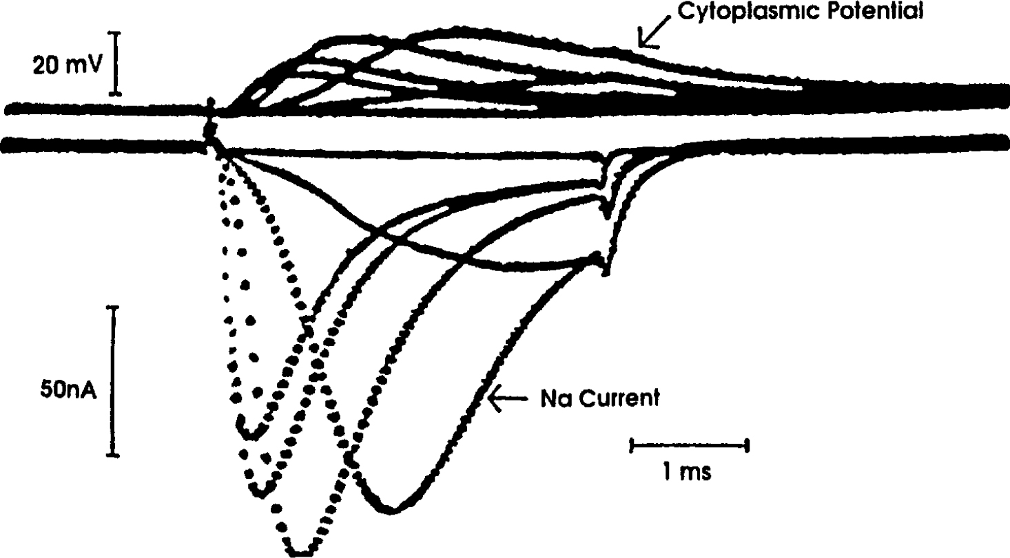 The Loose Patch Voltage Clamp Technique SpringerLink