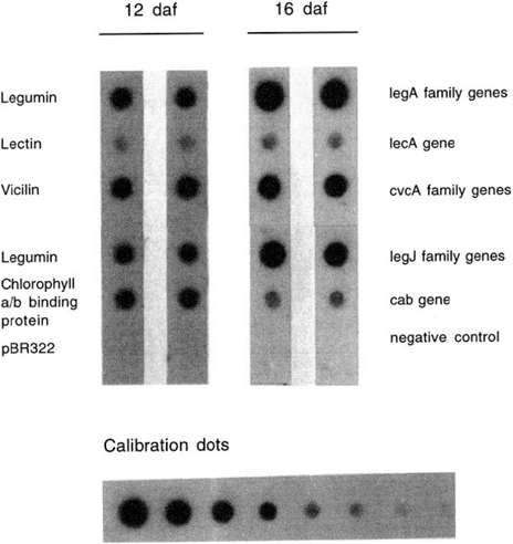 Run on transcription assay
