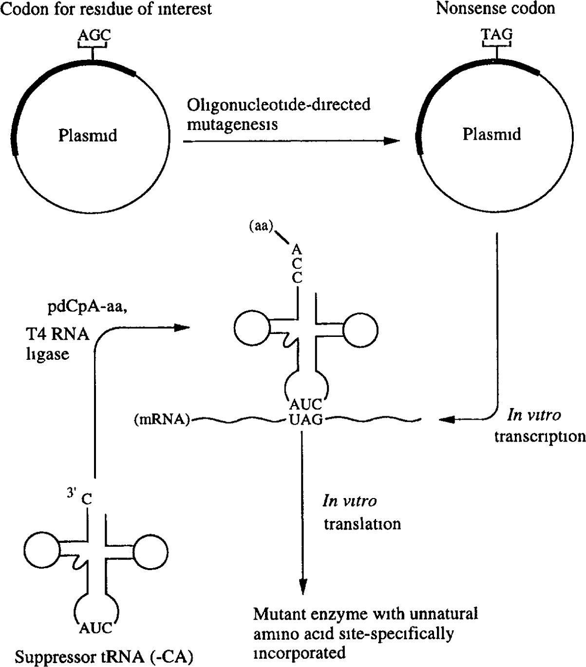A Biosynthetic Approach for the Incorporation of Unnatural Amino Acids