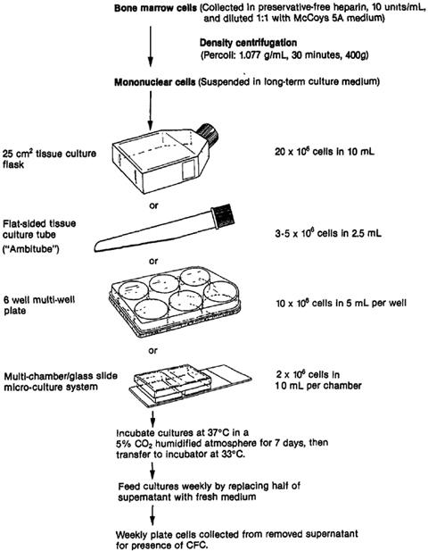 Human Long Term Bone Marrow Culture Springerlink