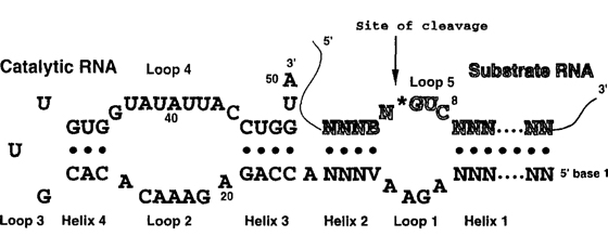 hairpin ribozyme