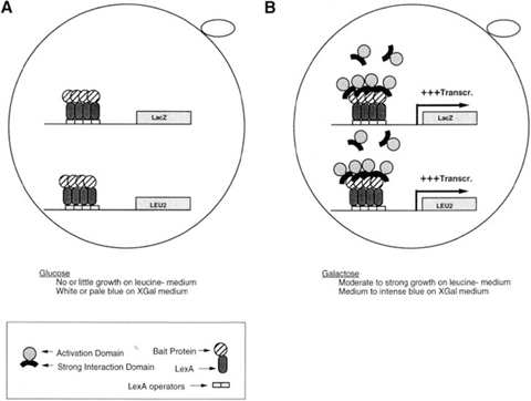 Alternative Yeast Two Hybrid Systems Springerlink Open Image In New Window