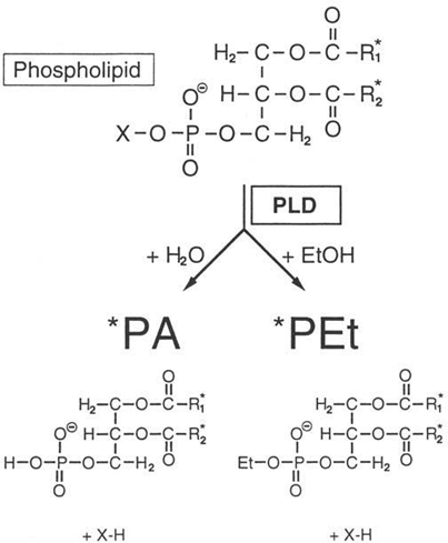 Measurement Of Phospholipase D Activity Springerlink