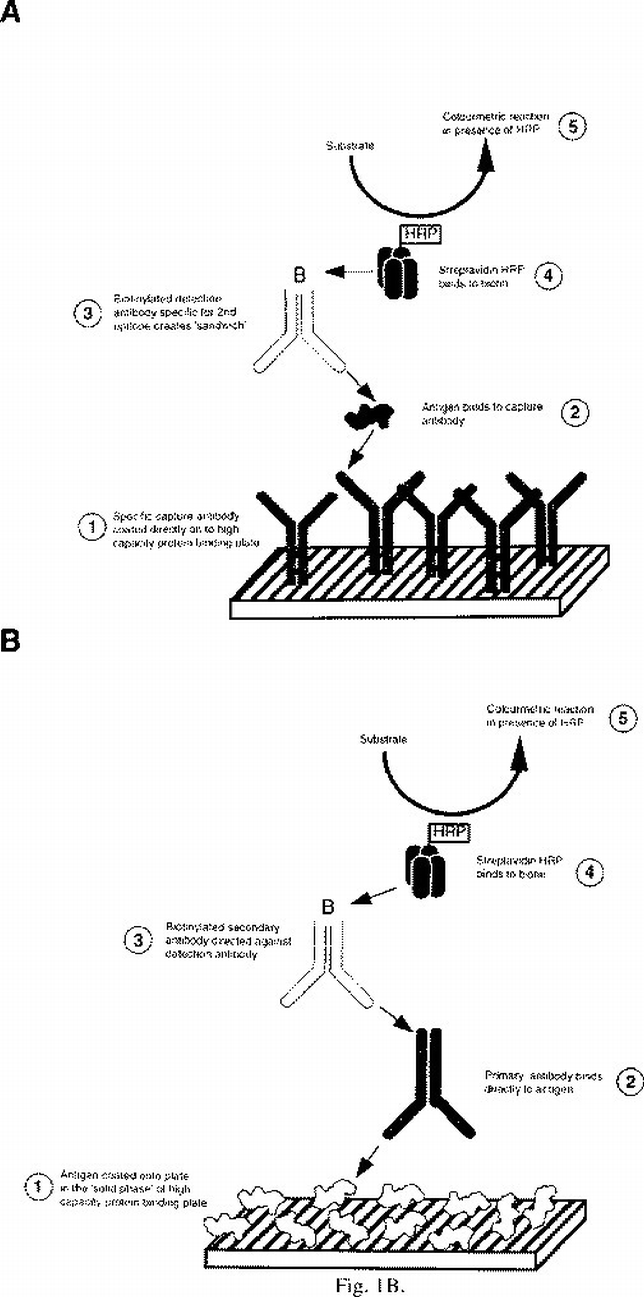 How To Set Up An Elisa Springerlink