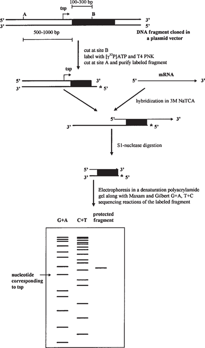 Analyzing The Developmental Expression Of Sigma Factors With S1 Nuclease Mapping Springerlink