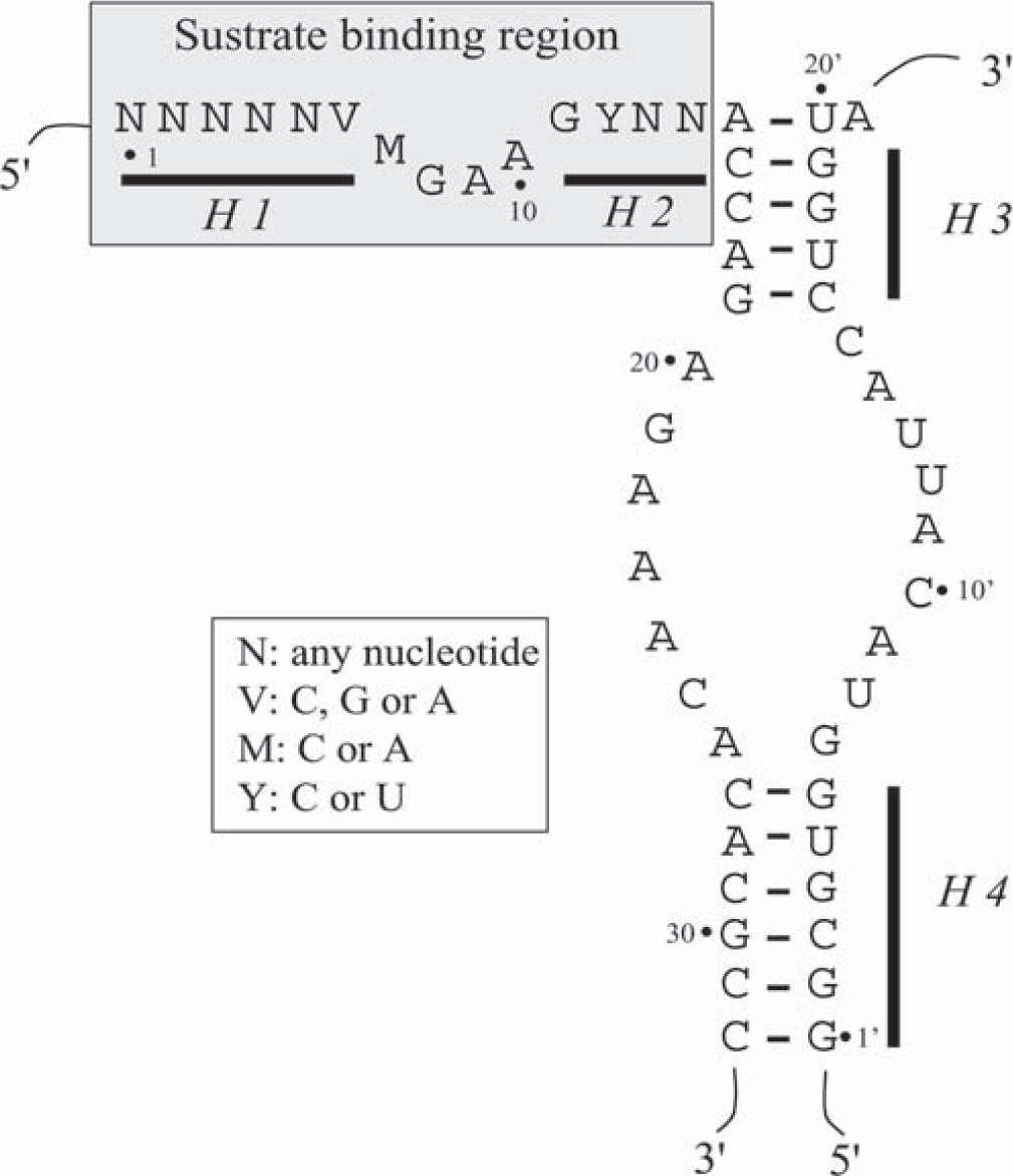 hairpin ribozyme