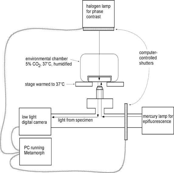 Analyzing the G2/M Checkpoint Biology Diagrams