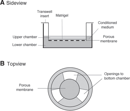 Transwell Drawing Tumor Cell Invasion Assays | SpringerLink