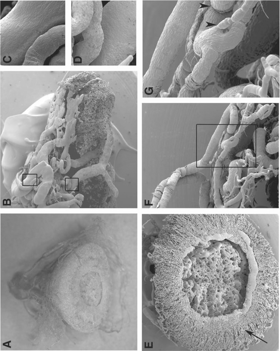 Vascular Corrosion Casting of the Uteroplacental and Fetoplacental  Vasculature in Mice | SpringerLink