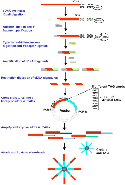 Massively Parallel Signature Sequencing SpringerLink