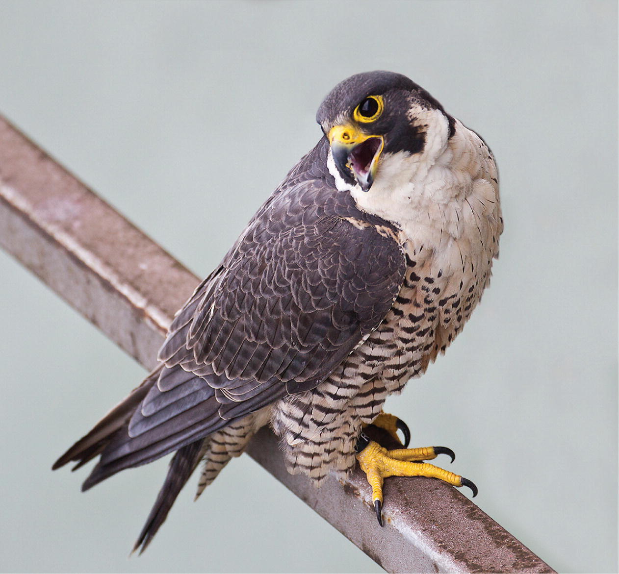 Peregrine Falcons The Neighbors Upstairs Springerlink