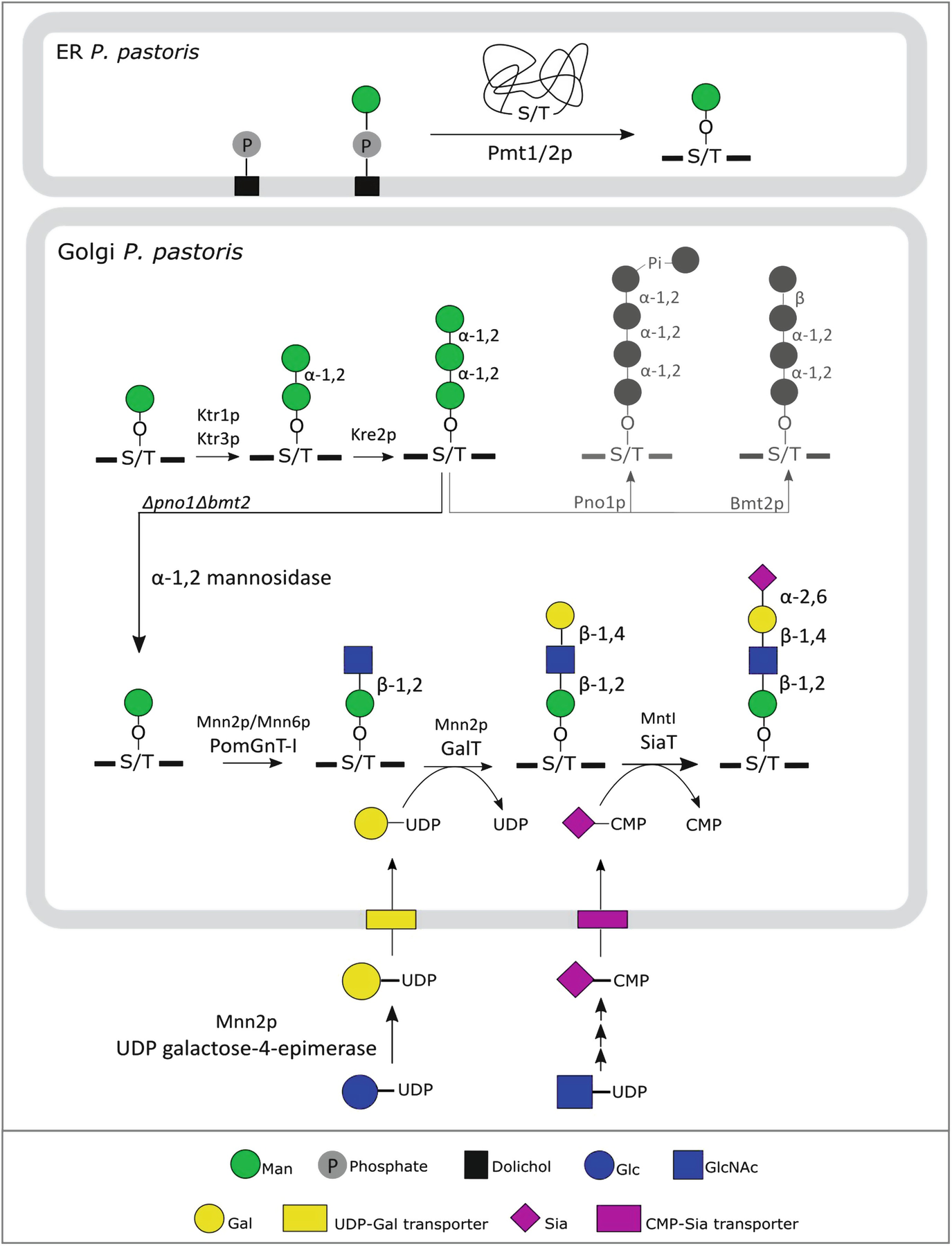 Engineering of Yeast Glycoprotein Expression SpringerLink