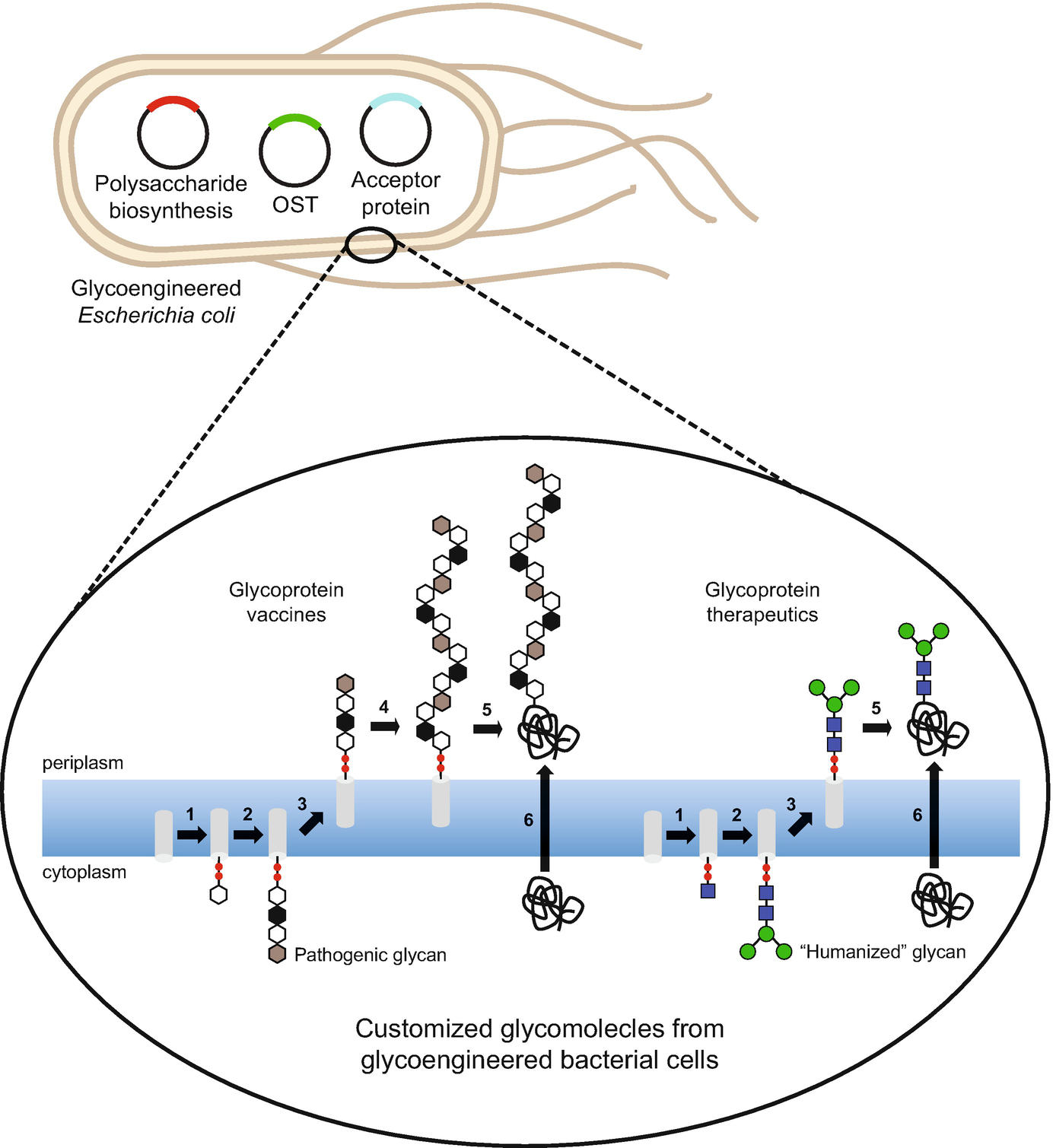 Bacterial Glycoengineering as a Biosynthetic Route to Customized SpringerLink