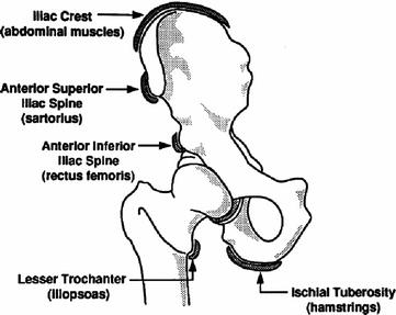 Normal Anatomy and Variants that Simulate Injury | SpringerLink