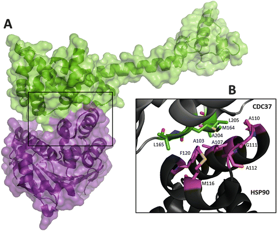 hsp90 a molecular chaperone