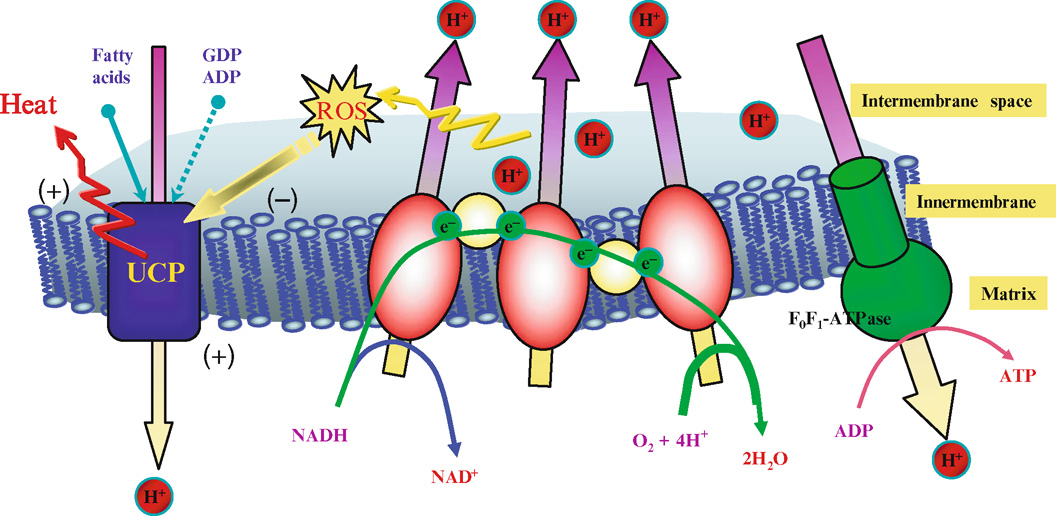 5.4 Uncoupling Proteins SpringerLink