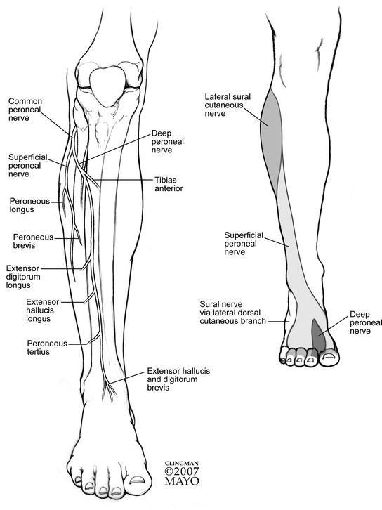 Peripheral Nerve Entrapment and Compartment Syndromes of the Lower Leg