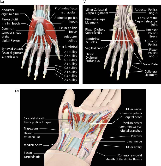 The Wrist and Hand | SpringerLink