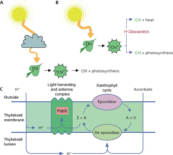 Photosynthesis | SpringerLink