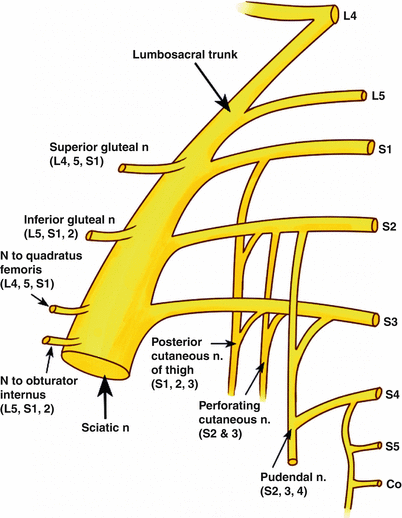 Clinical Anatomy of the Sacral Plexus | SpringerLink