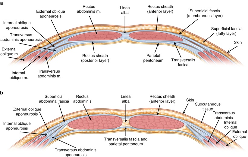 Clinical Anatomy of the Trunk and Central Neuraxis | SpringerLink