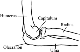 The Elbow | SpringerLink