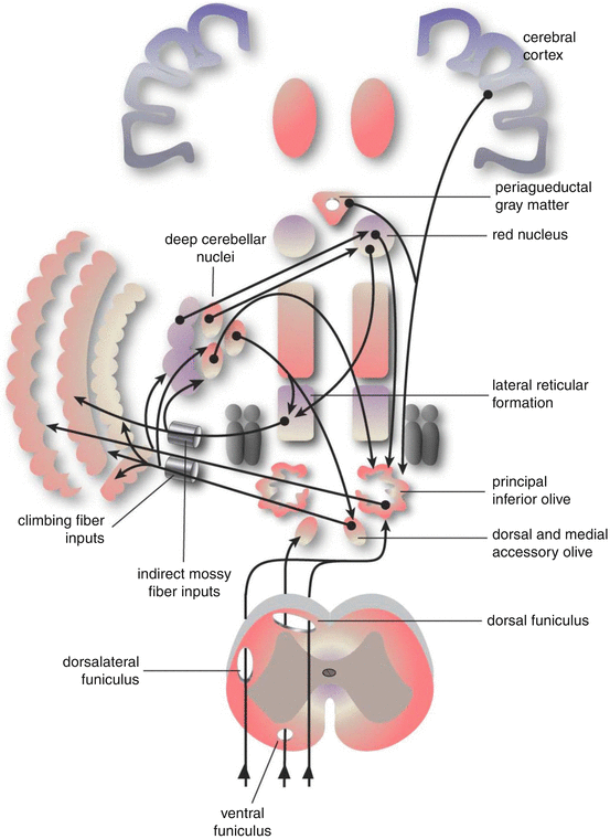 Cerebellum: Anatomy And Function | SpringerLink