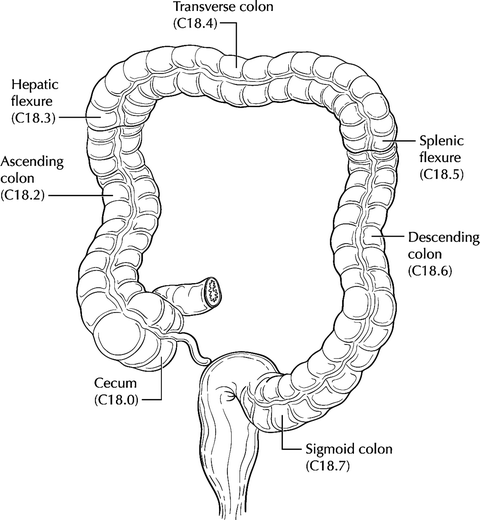 Colon and Rectum Biology Diagrams