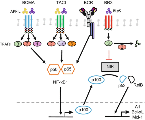 BAFF/BLyS Family | SpringerLink