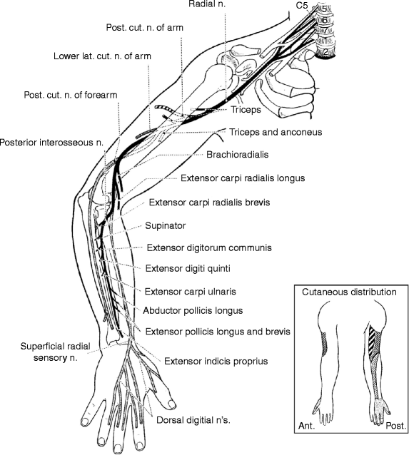 Compressive and Entrapment Neuropathies of the Upper Extremity