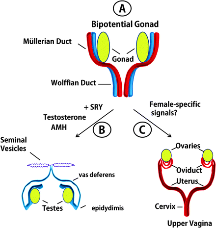 Sex Differentiation: Organizing Effects of Sex Hormones | SpringerLink